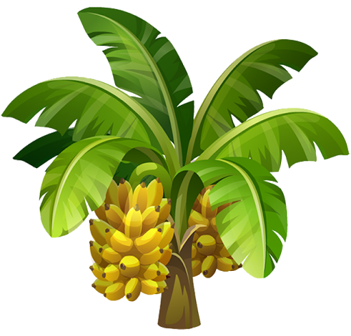 Banana Tree png photo transparent background